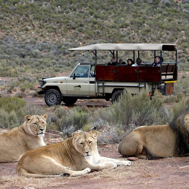 Aquila Game Reserve Safari: Includes Park Fees, Transport & Lunch - Photo 1 of 6